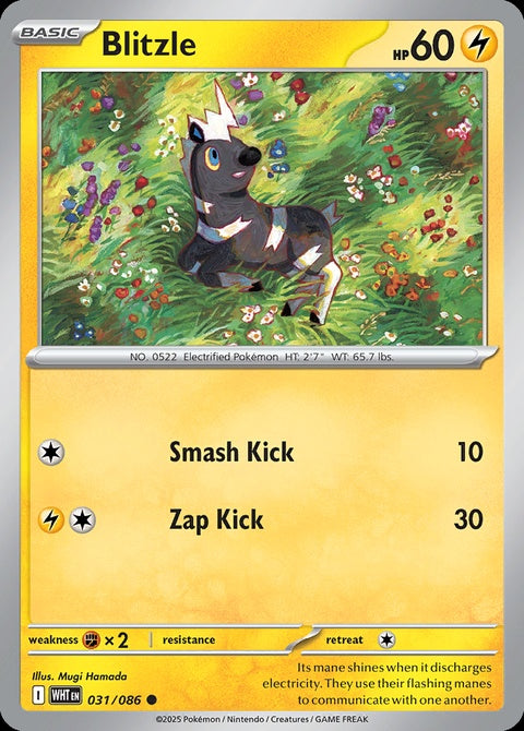 31-blitzle