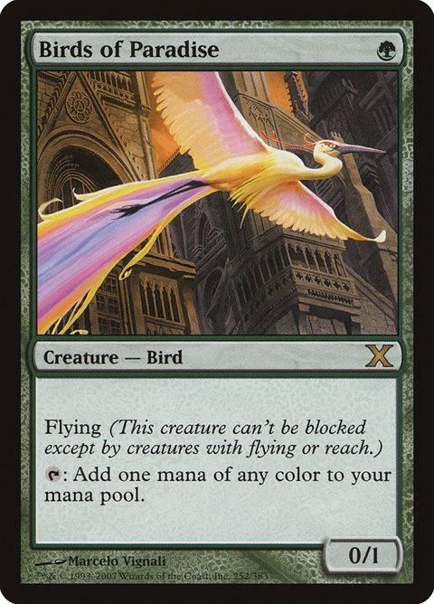 252-birdsofparadise