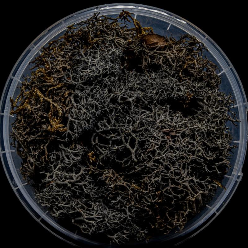 Burnt Hedge Basing Material